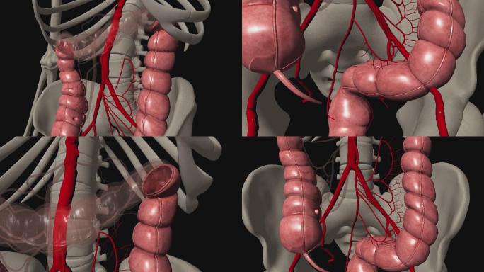 肠系膜下动脉3D动画/三维动画