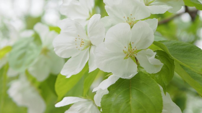 秋海棠在春天开花花朵