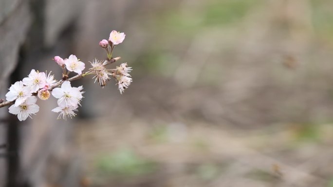 春天樱花蜂箱蜜蜂采蜜中华蜂原素材