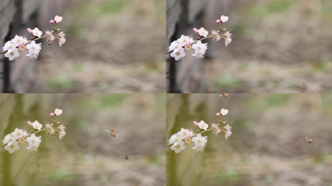 春天樱花蜂箱蜜蜂采蜜中华蜂原素材