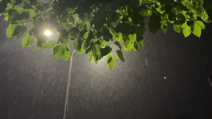 雨夜大雨暴雨路灯树木绿叶灯光雨水