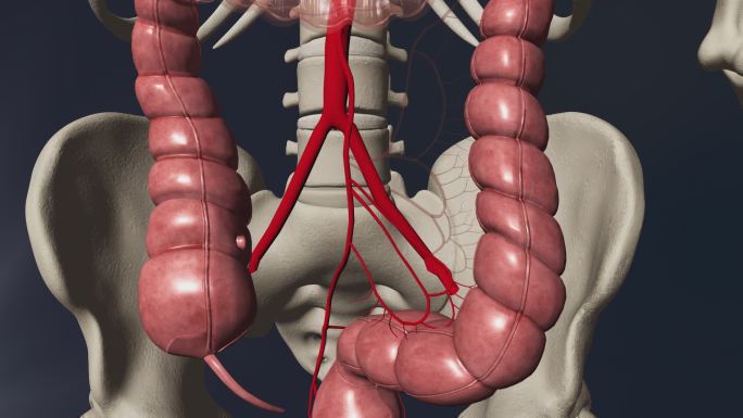 乙状结肠动脉3D动画/人体三维动画