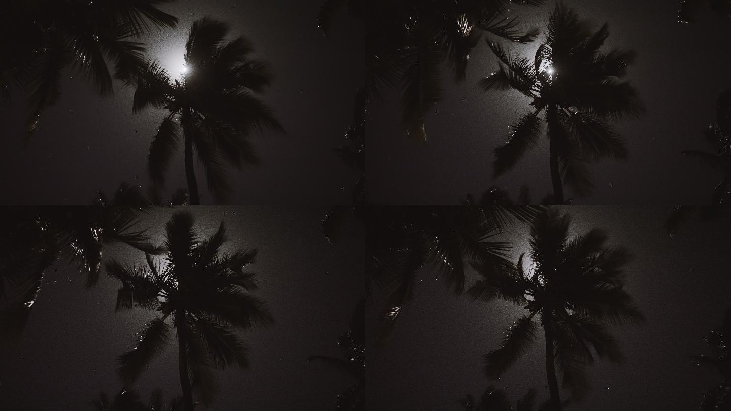 月光穿过棕榈叶夜晚