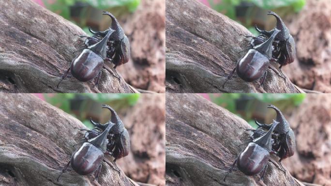 雄性犀牛甲虫会坚定地爱抚雌性犀牛甲虫以进行交配。