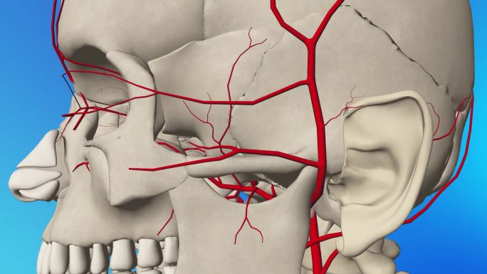 颞浅动脉3D动画/人体三维动画