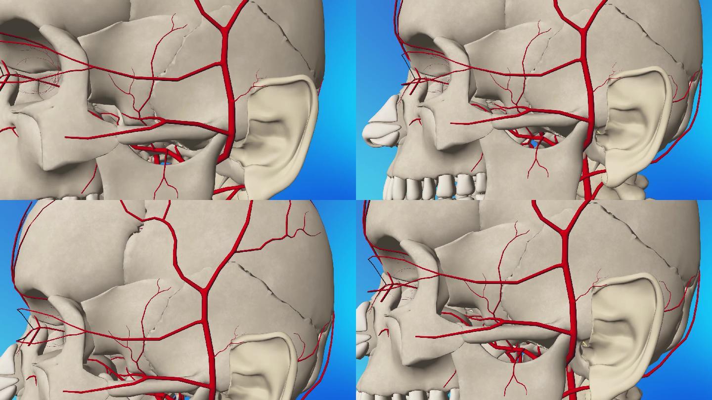 颞浅动脉3D动画/人体三维动画