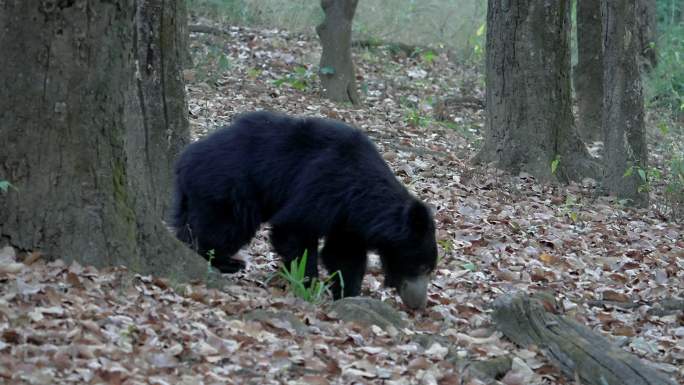 一只懒熊在印度中央森林中慢镜头放牧