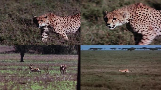 80年代豹子捕猎捕食
