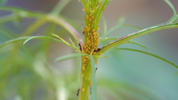 【4K原创】植物上的蚜虫和蚂蚁