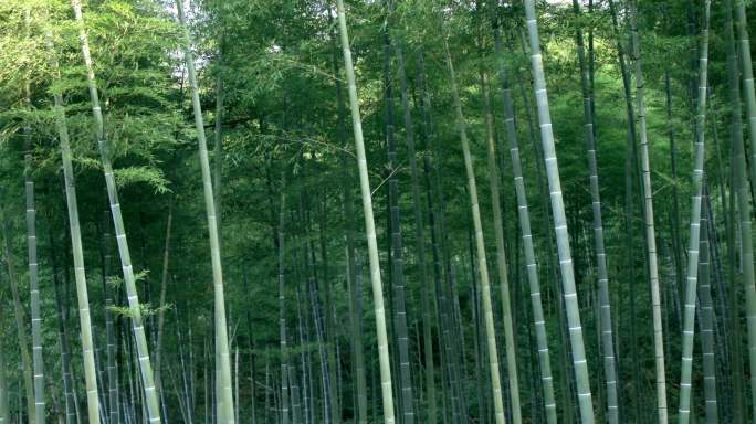 夏季竹林绿毛竹竹节翠绿