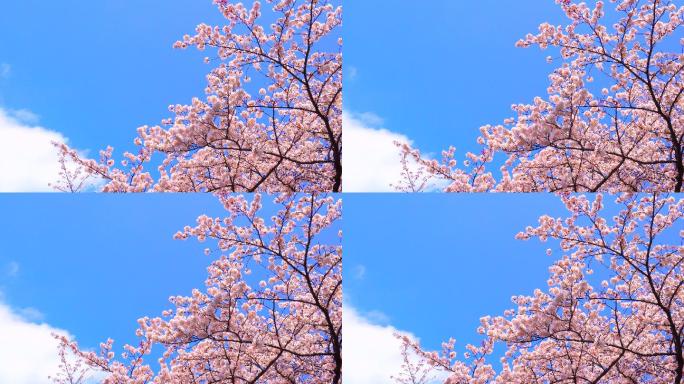 蓝天映衬下的樱花樱花