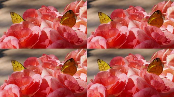 秋海棠鳞茎上的山草黄蝴蝶
