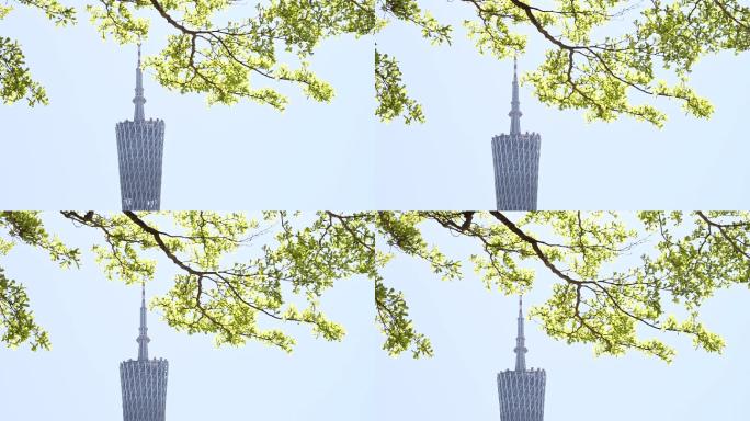 广州塔和绿树荫特写4K