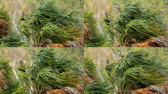 在飓风中，树梢上的卷心菜棕榈叶正在迎战