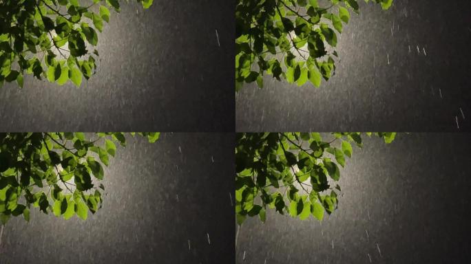 雨夜大雨暴雨树木树叶路灯灯光春雨
