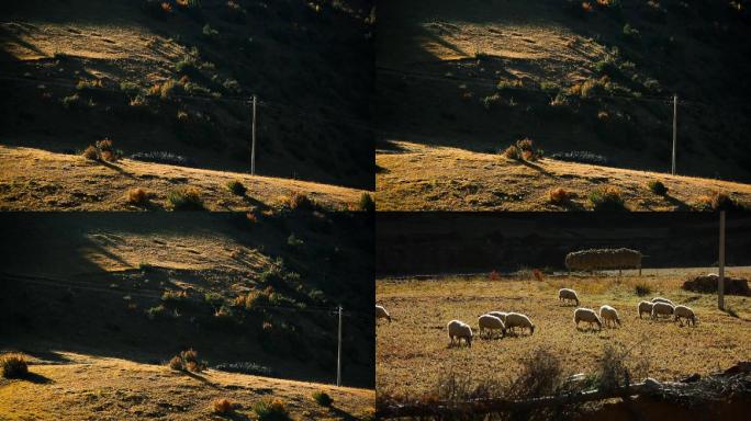 藏区绵羊拍摄