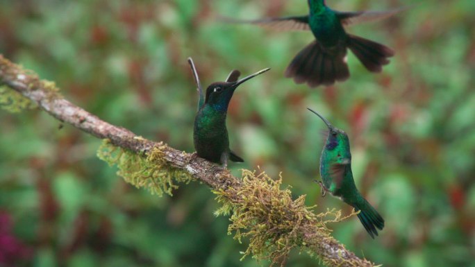 美丽的野生蜂鸟珍禽保护鸟类