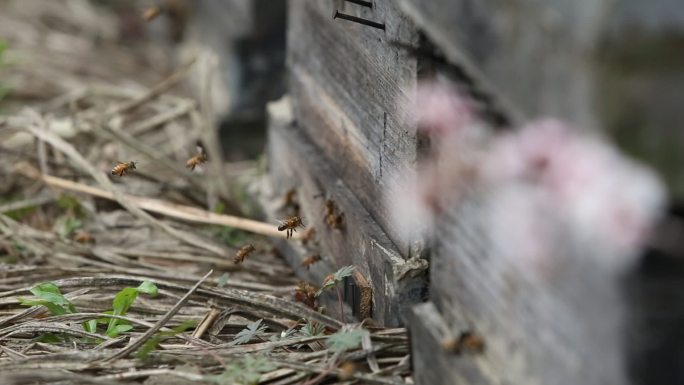 春天樱花蜂箱蜜蜂采蜜特写原素材