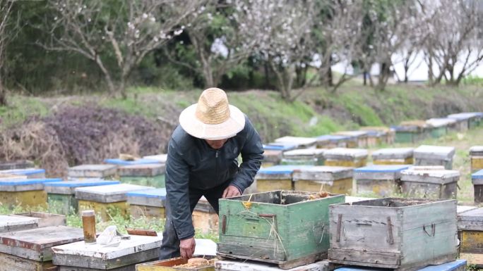 春天养蜂人蜂箱蜂蜜鲜花蜜蜂中华蜂意大利蜂