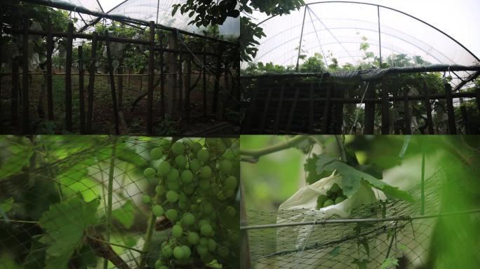 大棚种植果园葡萄园葡萄架葡萄果实C016