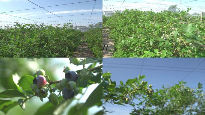 蓝莓果园实拍