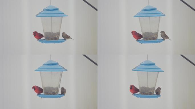 红雀和麻雀吃鸟食器