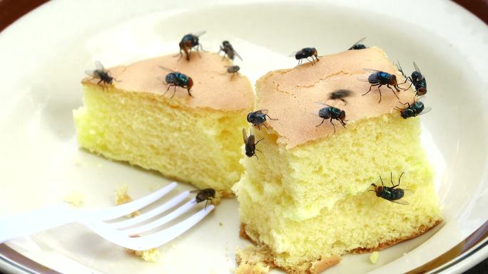 家蝇吃蛋糕腐烂甜品遭苍蝇