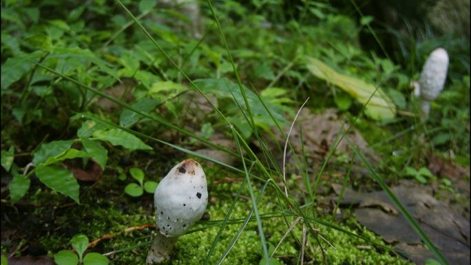 野生菌生长延时