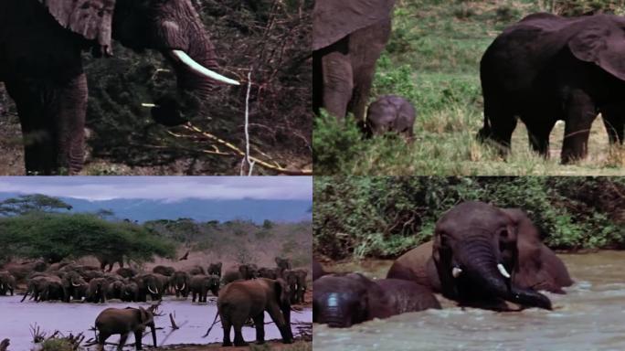 70年代大象群大象喝水