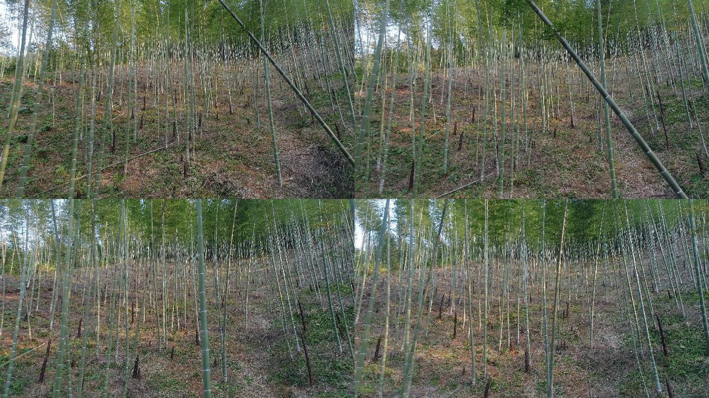 竹林位于中国桂林树林丛林