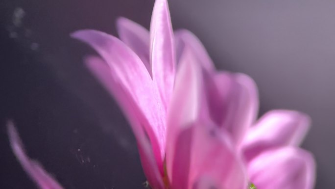 【镜头合集】微距鲜花厨具非洲菊花蕊花粉