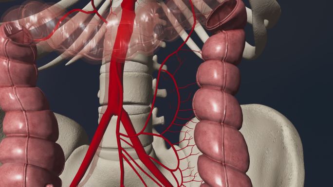 左结肠动脉3D动画/人体三维动画