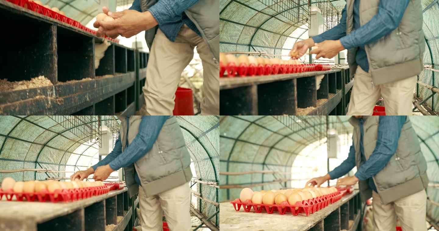 一名无法辨认的男子在家禽养殖场分拣鸡蛋的4k视频片段