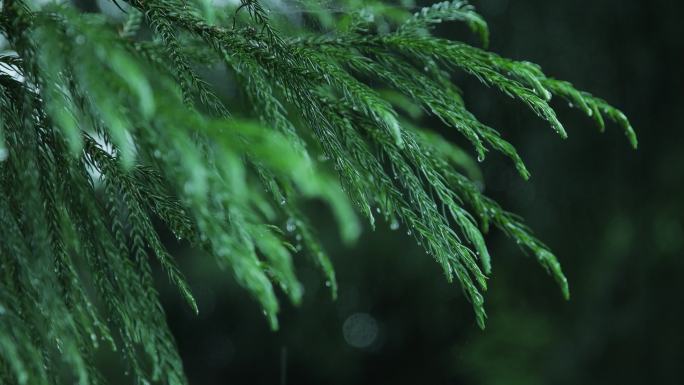 雨中的冷杉树枝雨滴空镜头