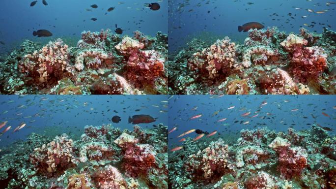 富含生命的珊瑚礁水下海景