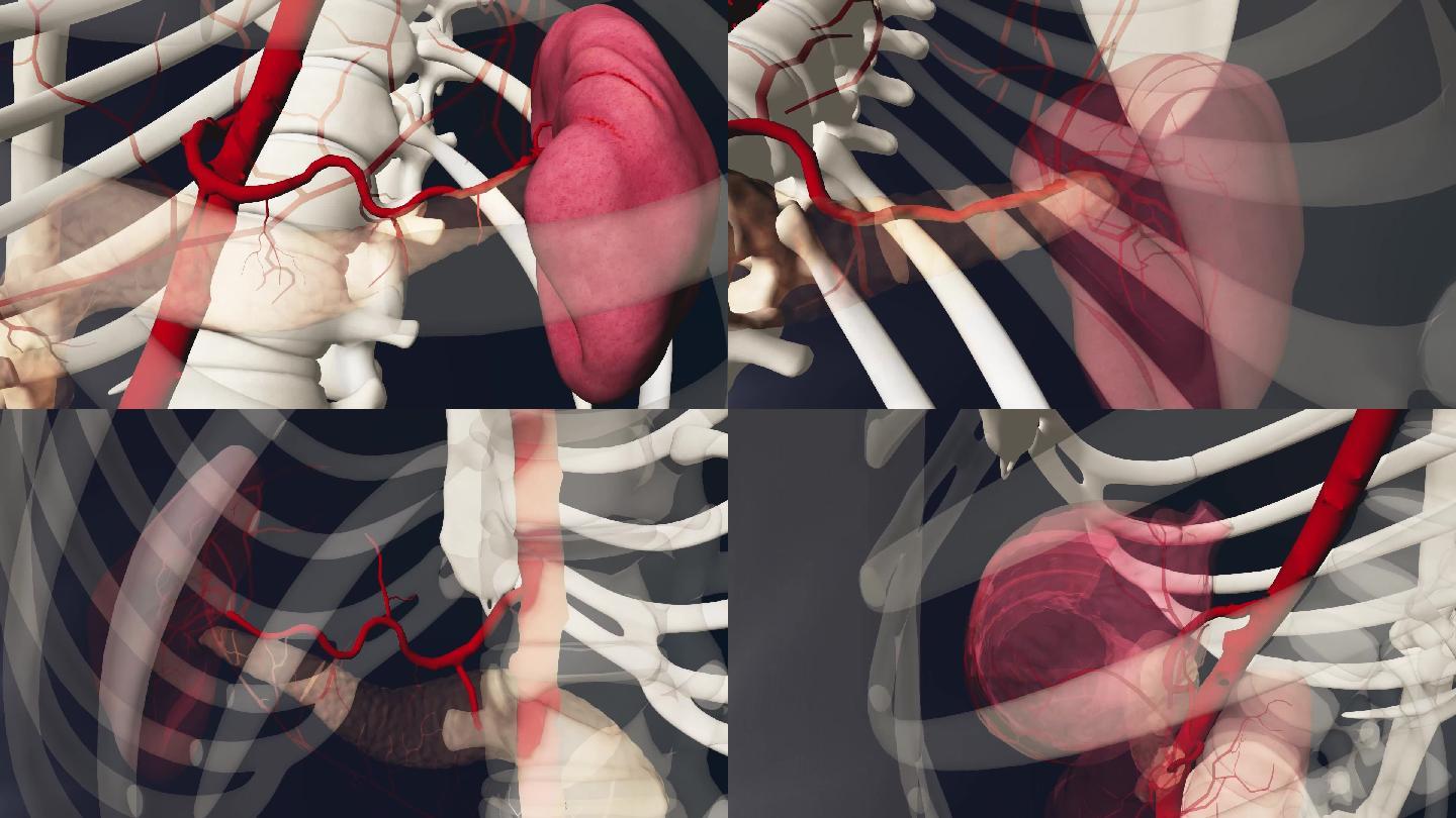 脾动脉3D动画/人体三维动画