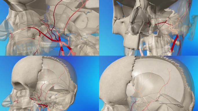 上颌动脉3D动画/人体三维动画
