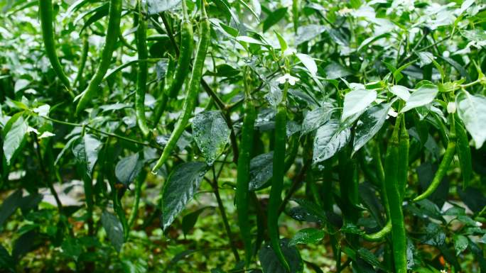 绿色辣椒农场蔬菜种植蔬菜基地垃圾种植