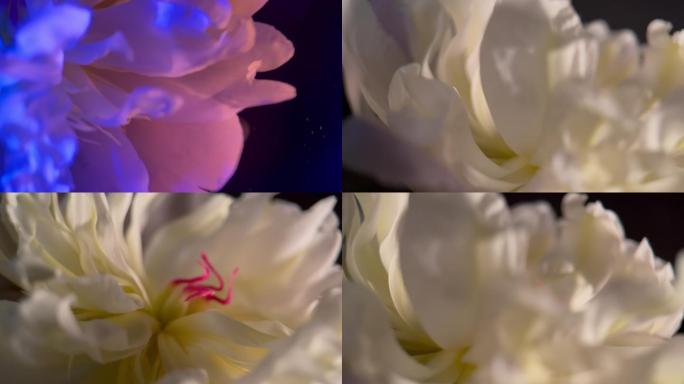 【镜头合集】微距鲜花摄影富贵芍药洋牡丹