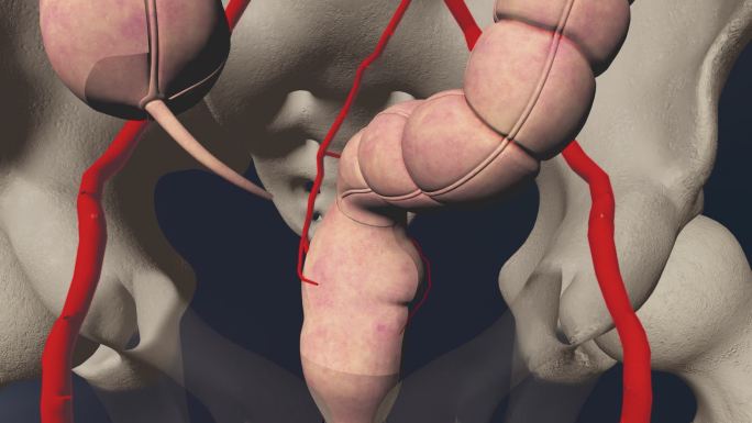 直肠上动脉3D动画/人体三维动画