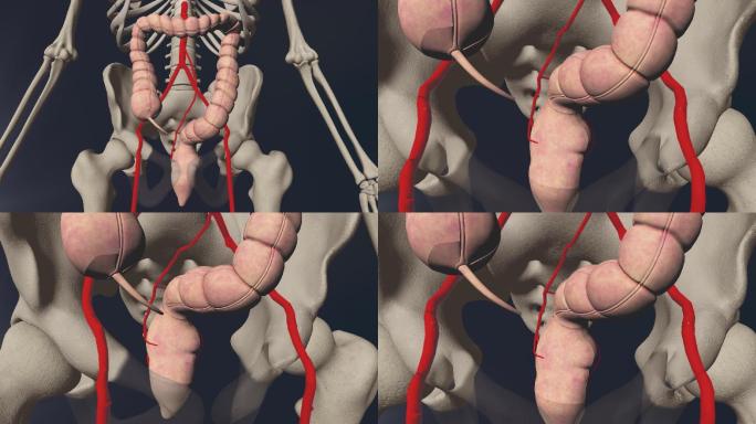 直肠上动脉3D动画/人体三维动画