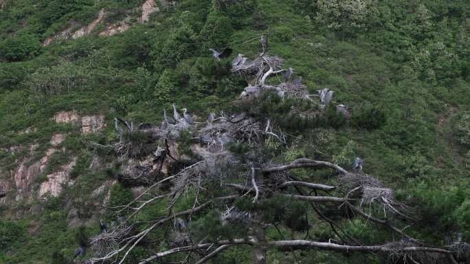 4K驼梁苍鹭峰