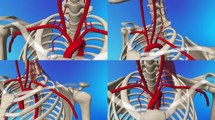 锁骨下动脉3D动画/人体三维动画