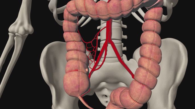 回结肠动脉3D动画/人体三维动画