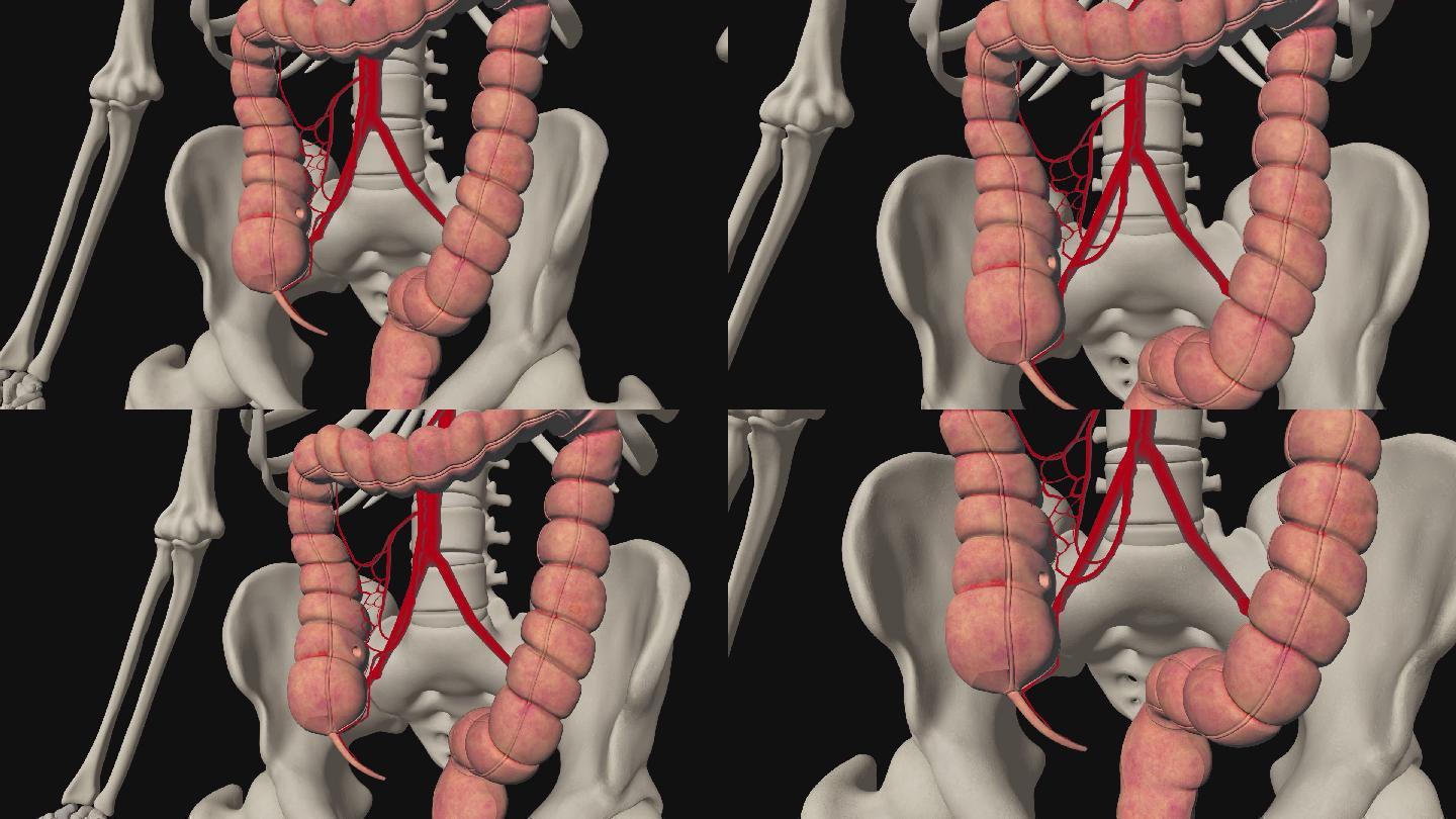 回结肠动脉3D动画/人体三维动画