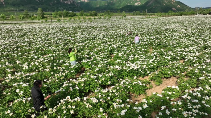 白芍药花