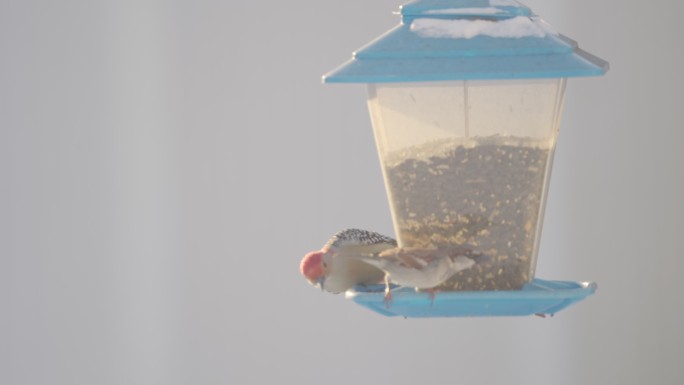 红腹啄木鸟和鸟食麻雀