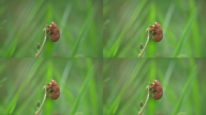 含羞草上的蝉壳