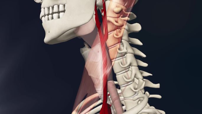 颈总动脉3D动画/人体三维动画