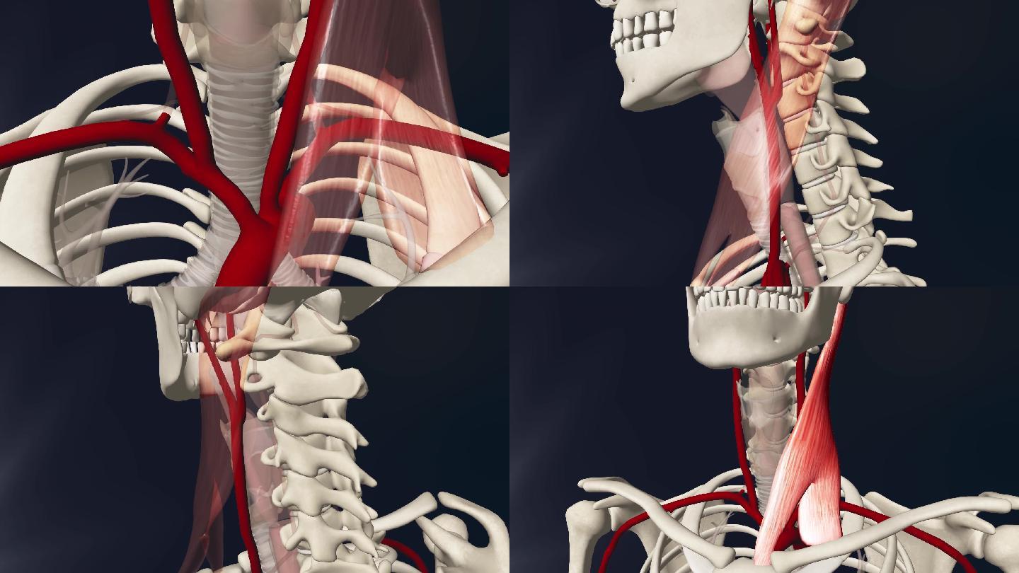 一、颈肩部血管体表投影及皮瓣设计-钟世镇临床解剖学图谱-医学